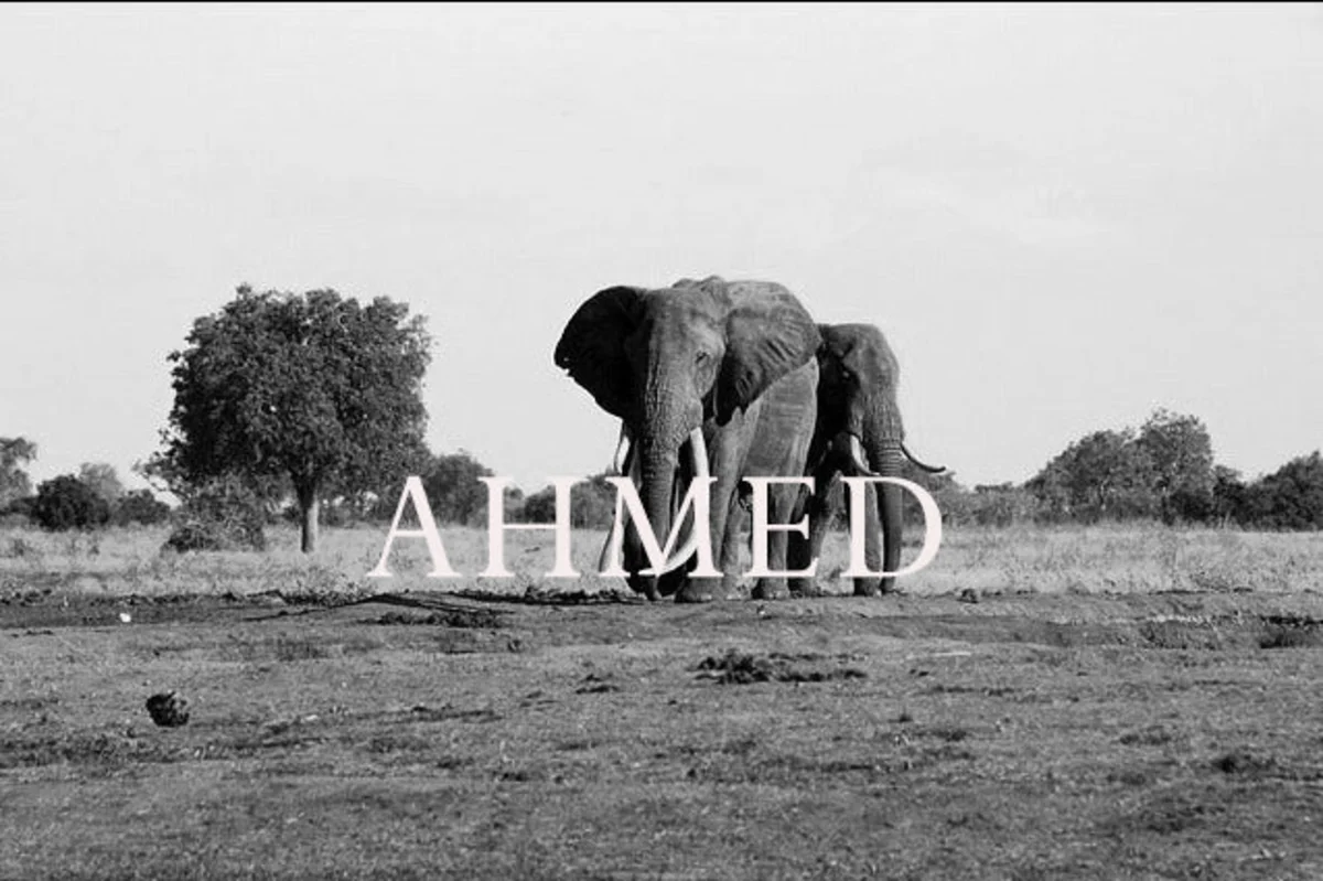 جوجل تحتفل بذكرى الفيل أحمد، فمن هو؟